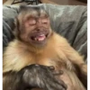 Monkeys333 7