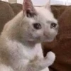 Sad and depressed cats 11