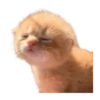 silly babies 🐈‍⬛ 10