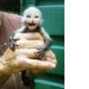 monos fusionados con otros animales 5