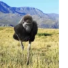 monos fusionados con otros animales 6
