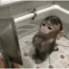 Monkeys333 8