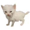 silly babies 🐈‍⬛ 11
