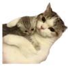 silly babies 🐈‍⬛ 13