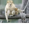 monos fusionados con otros animales 7