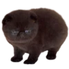 silly babies 🐈‍⬛ 14