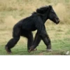 monos fusionados con otros animales 8