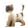 silly babies 🐈‍⬛ 15