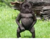 monos fusionados con otros animales 9