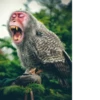 monos fusionados con otros animales 10