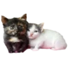 silly babies 🐈‍⬛ 17