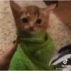 onlyshitposts2 5 Tik Tok onlyshit prests.2