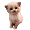 silly babies 🐈‍⬛ 18