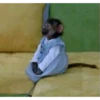 Monkeys333 11
