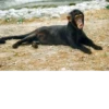 monos fusionados con otros animales 11