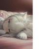 🕊 Нейросеть 13