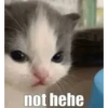 not hehe