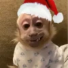 Monkeys333 13