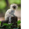 monos fusionados con otros animales 12