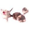 silly babies 🐈‍⬛ 20