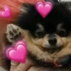 Stickers si si 16