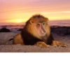 monos fusionados con otros animales 13