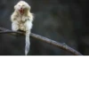 monos fusionados con otros animales 14