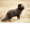 monos fusionados con otros animales 15