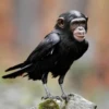 monos fusionados con otros animales 16