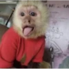 Monkeys333 15
