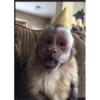 Monkeys333 16