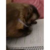 Monkeys333 17