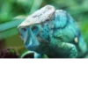 monos fusionados con otros animales 18