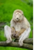 monos fusionados con otros animales 19