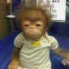 Monkeys333 19