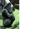 monos fusionados con otros animales 20
