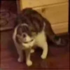 L