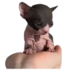 silly babies 🐈‍⬛ 28