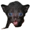 silly babies 🐈‍⬛ 29