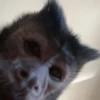 Monkeys333 20