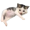 silly babies 🐈‍⬛ 30