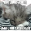 KOTEHOK VCHYN ЕБАТЬ ОН АХУЕННЫЙ