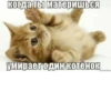 когда ты материшься умирает один котёнок