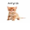 муа