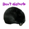 Don't disturb