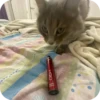 Hamstercrimmenalboskfs 13