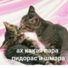 ах какая пара пидорас и шмара
