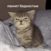Mems Cat • 7