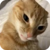 смешные кошки 5
