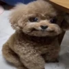 Dogs 5